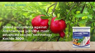 Kocide 3000 for Anthracnose_Pomegranate (Bharat Certis AgriScience Ltd.)