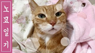 [노묘일기] 눈키스하는 19세 고양이(ENG SUB)