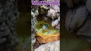 【虫注意】リオバンバフクロアマガエルにコオロギ与える🐸