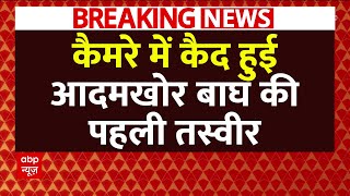 Lakhimpur Khiri News LIVE : कैमरे में कैद हुई आदमखोर बाघ की पहली तस्वीर । Bahraich । UP News