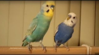 互いに突っかかるくせにすぐ付いて行くセキセイインコたち（オス♂・成鳥２羽）【やんちゃな幼馴染コンビ】－かごの外に出してみた（２０５）・カゴの中の様子（９０）