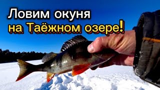 Отличная РЫБАЛКА на ТАЁЖНОМ озере! Ловля ОКУНЯ!