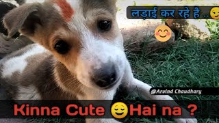 Cute cute 🥺 puppies ✨😌Lad rahe hai....        Arvind Chaudhary