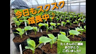 暴風・豪雪から守り抜きました・スクスク成長中【中富良野町・寺坂農園・産地直送・寺坂メロン・アスパラガス】