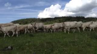 DeBruycker Charolais, Moving Summer Pastures 2