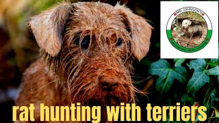 Ratting with terriers 173 killed