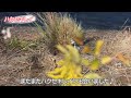 73【農耕地探鳥】猛禽のカッコよさに胸がドキドキした野鳥撮影vlog♪｜オオタカ｜コガモ｜セグロセキレイetc…【のんびり鳥撮り】