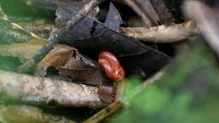 കാവു തീണ്ടല്ലേ....!!! A documentary based on biodiversity, environment, wildlife