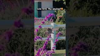 అతి చిన్న పక్షి | USA | The Hummingbird