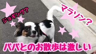 【パピヨンのトマトちゃん】愛犬とパパが走る動画🐶