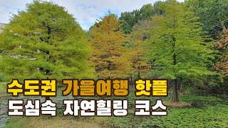 울긋불긋한 가을 단풍에 숲향기 까지, 수도권 도심속 자연 힐링공간, 1호선 오산대역 | 오산 물향기 수목원