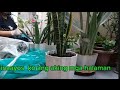 Nag ayos ako ng halaman ko. #planteta #snakeplants  (lifestyle vlog) @Minds Tulips