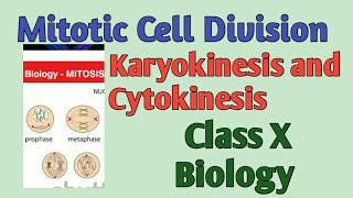 Mitotic Cell Division/Mitosis, Phases, Karyokinesis and Cytokinesis. Class X and XIBiology