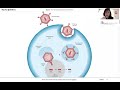 how do adenovirus vaccines work