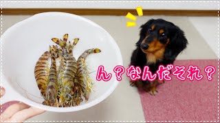 動くエビを初めて見た時のダックス鼻ちゃんの反応がこちらww