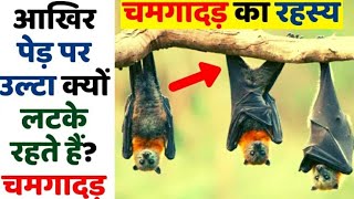 चमगादड़ हमेशा उल्टा क्यों लटकते |Why Do Bats Hang Upside Down While They Sleep|Bats Hang Upside Down