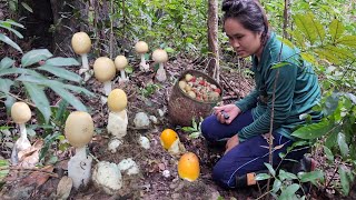 เห็ดระโงกออกใหม่!! ทั้งไข่ทั้งตูม!! เห็ดปลวกไฟ ก่อใหญ่ก่อแดง เห็ดผึ้งข้าวฯลฯ 17ก.ย 2566