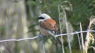 TÖRNSKATA  Red-backed Shrike  (Lanius collurio)  Klipp - 737  ( K-9 )