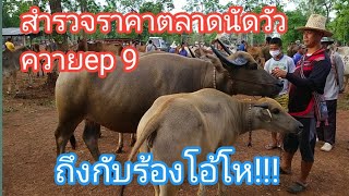 สำรวจราคาตลาดนัด วัว ควาย ที่บ้าน อ่างศิลา ถึงกับ ต้องร้อง ว้าว!!!กันเลยทีเดียว