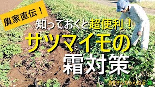 サツマイモの霜対策　すぐに収穫出来ない時の対処法【有機農家直伝！無農薬で育てる家庭菜園】