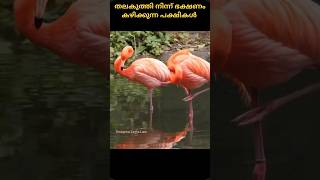 തലകുത്തി🦩നിന്ന് ഭക്ഷണം കഴിക്കുന്ന😯വിചിത്രമായ പക്ഷികൾ🤷‍♀️#malayalamfacts#shorts