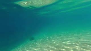 Snorkelling in Lake Tahoe | Sand Harbor Nevada State Park | Crystal Clear Water | US Road Trip 2022