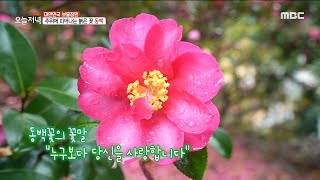 [생방송 오늘 저녁] 마음을 녹여주는 동백꽃의 향연❤️ 15,000장 LP가 있는 정원 속 음악다방🎶, MBC 230117 방송