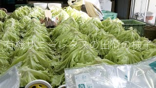 サニーレタスの出荷の様子