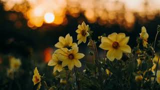 Beautiful relaxing music, Soothing peaceful instrumental music | nature's calm music | sun media