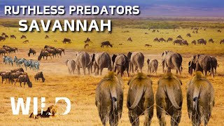 WILD SAVANNAH | King of Africa's Fiercest Hunters | Animal Documentary