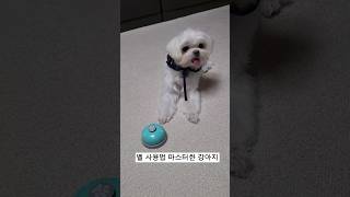 벨을 눌러도 대답없는 너?! #dogshorts #강아지