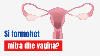 Formimi i Uterusit dhe i Vagines