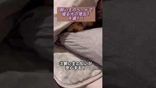 飼い主のベッドで寝る犬の理由４選！ #マルプー #チワワ #short