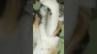 【猫動画】愛娘猫とボクシング#shorts