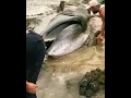 ballena varada en la playa, lo que sacan de su boca, ( baleia lavada na praia ) #shorts