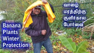 Banana Plants winter Protection/வாழை மரத்திற்கு குளிர்கால போர்வை