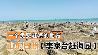 自驾游山东日照海岸，李家台免费赶海园，大中午的人还特别多！