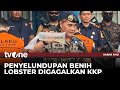 KKP Gagalkan Penyelundupan 52 Ribu Benih Lobster Senilai Rp7,8 M | Kabar Pagi tvOne