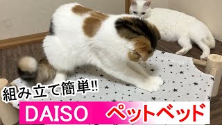 【組み立て簡単!!】猫たちにダイソーのペットベッドをプレゼントしてみた！Daiso pet beds for cats.