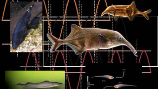 Electrocommunication | Wikipedia audio article