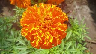 Flowering of Chernobrivtsev marigolds from buds to seeds.-Relaxation and good mood with flowers.