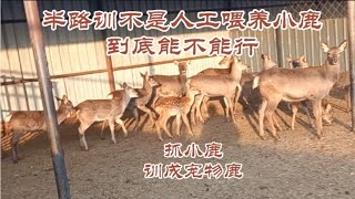 散養的小梅花鹿想訓成寵物鹿，都說訓不了，今天抓二個嘗試下【東北石老四】