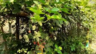 ব্ল্যাকবেরি ফল চাষ বাংলাদেশে || Blackberry Fruits