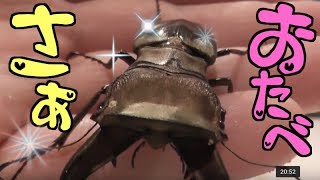 【クワガタ カブトムシ生活】 ゼリ雑やるよ！ 2018年 4月 【stag beetle】