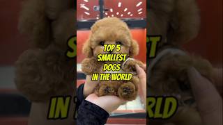 Top 5 smallest dogs in the world 😯💥 #shorts #top5 #vairal #denu