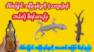 အိမ်မြှောင် အမြီးနှစ်ခွ ရခဲ့လျှင် စီရင်နည်း