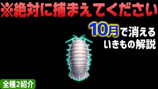 【あつ森】10月で消える海の幸を全て紹介！出現時間や影のサイズ・値段・捕まえ方のコツも徹底解説！ダイオウグソクムシなどレアを効率よく捕まえる方法【あつまれどうぶつの森　10月海の幸図鑑コンプ】