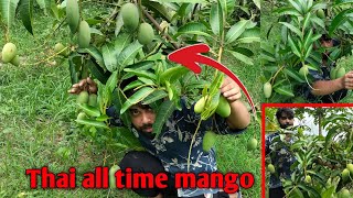 All time thai mango plant, बारहमासी थाई आम का पौधा,भर भर के आम आती है Green House Nursery