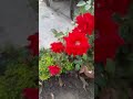 radhe radhe song flowers rose garden