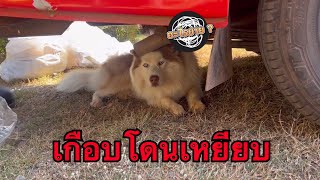 น้องไปแอบนอนใต้ท้องรถขนส่งดีนะที่ยายเดินมาเห็นก่อน